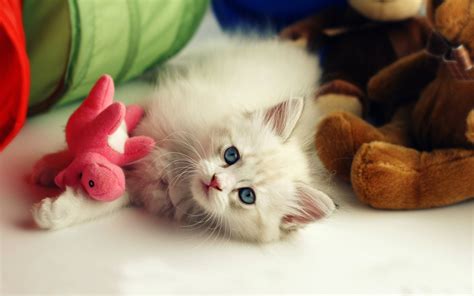 beautiful cute wallpaper|free cute screensavers and wallpaper.